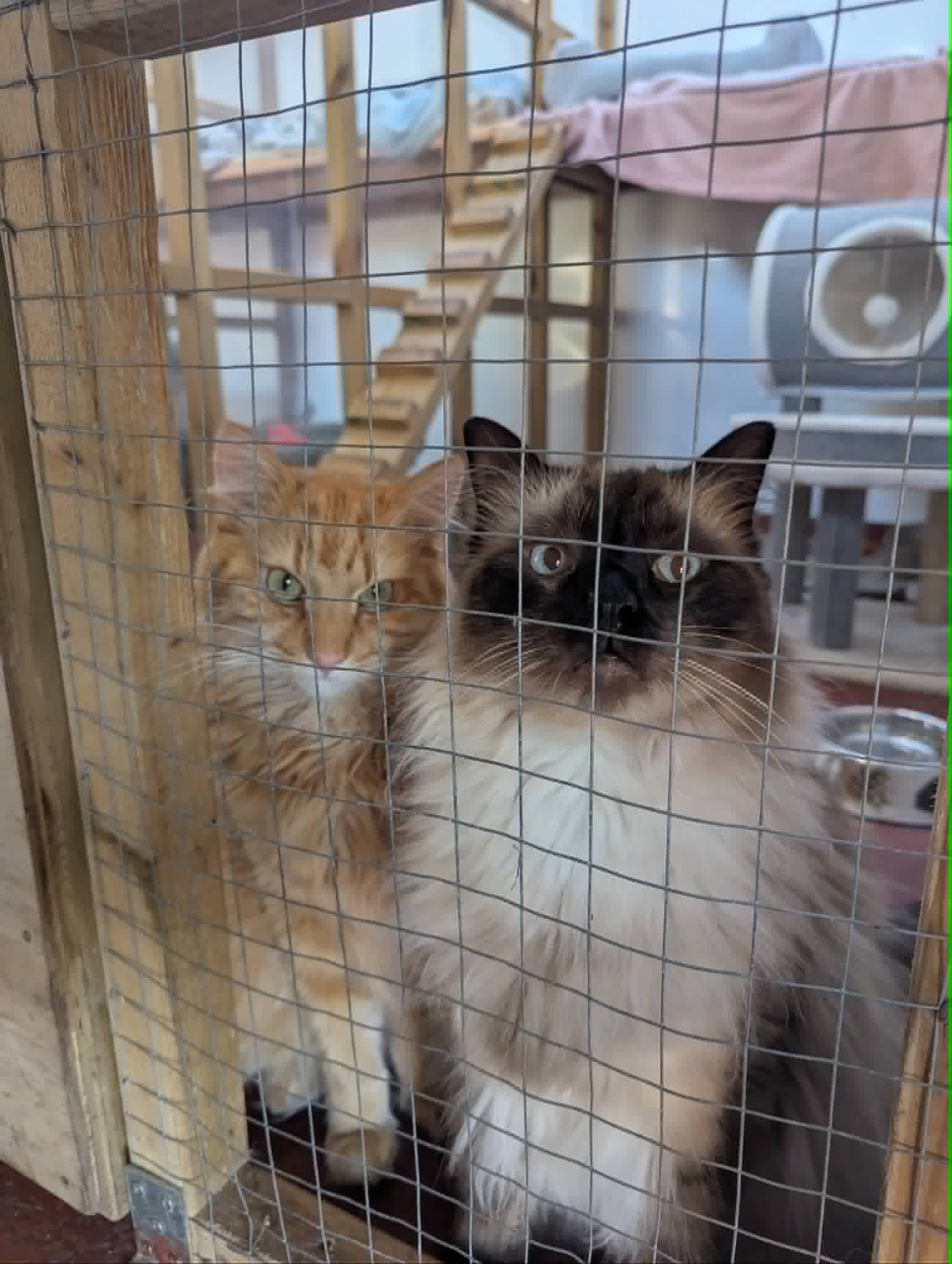 Two long-haired cats sharing a guest pen at Merryfields Cattery
