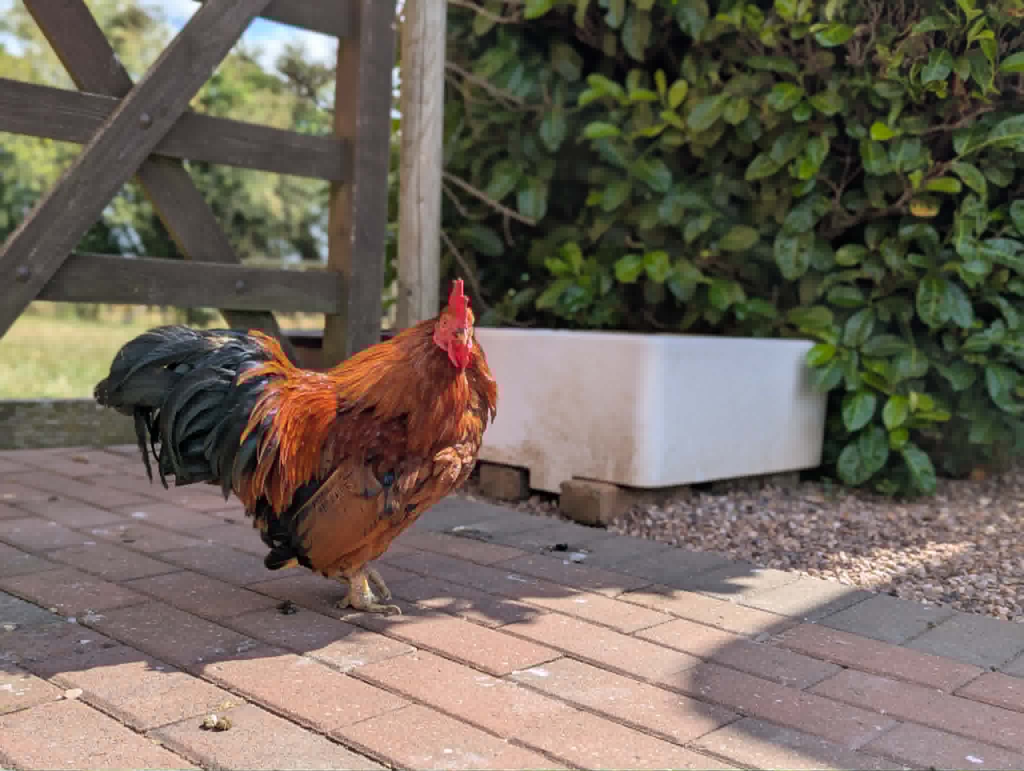 A russet chicken walking beside green hedging at Merryfields farm