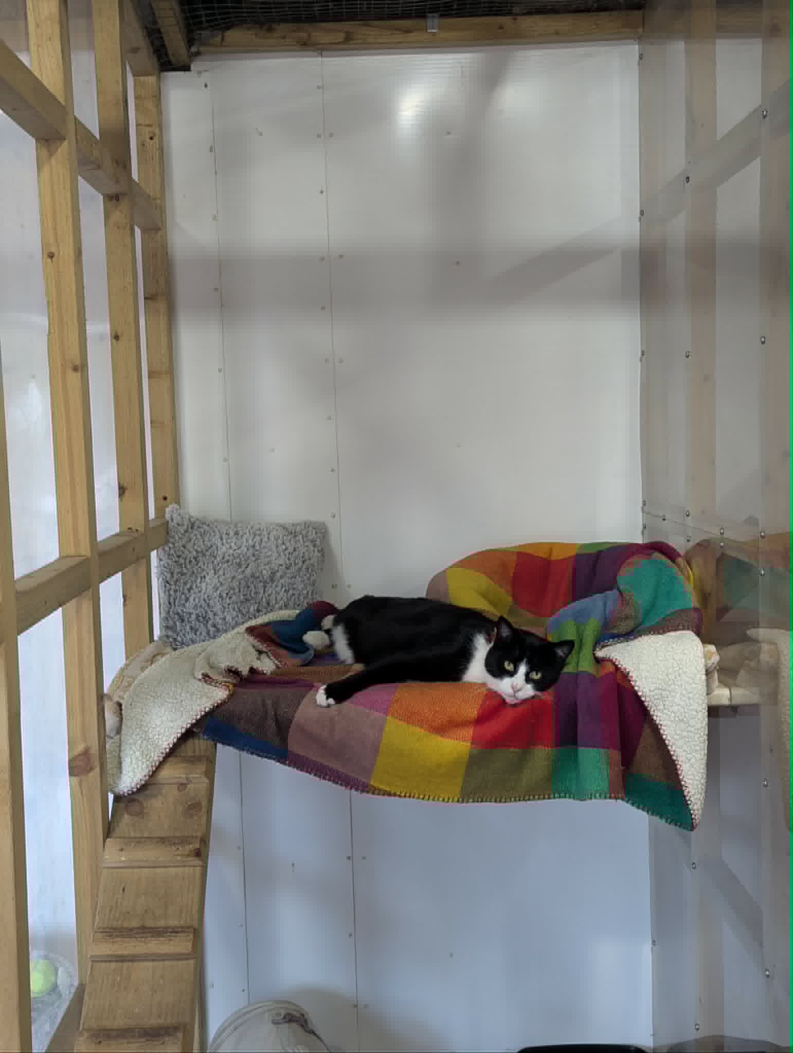 A black and white cat stretched out on colourful blankets in a Merryfields guest pen