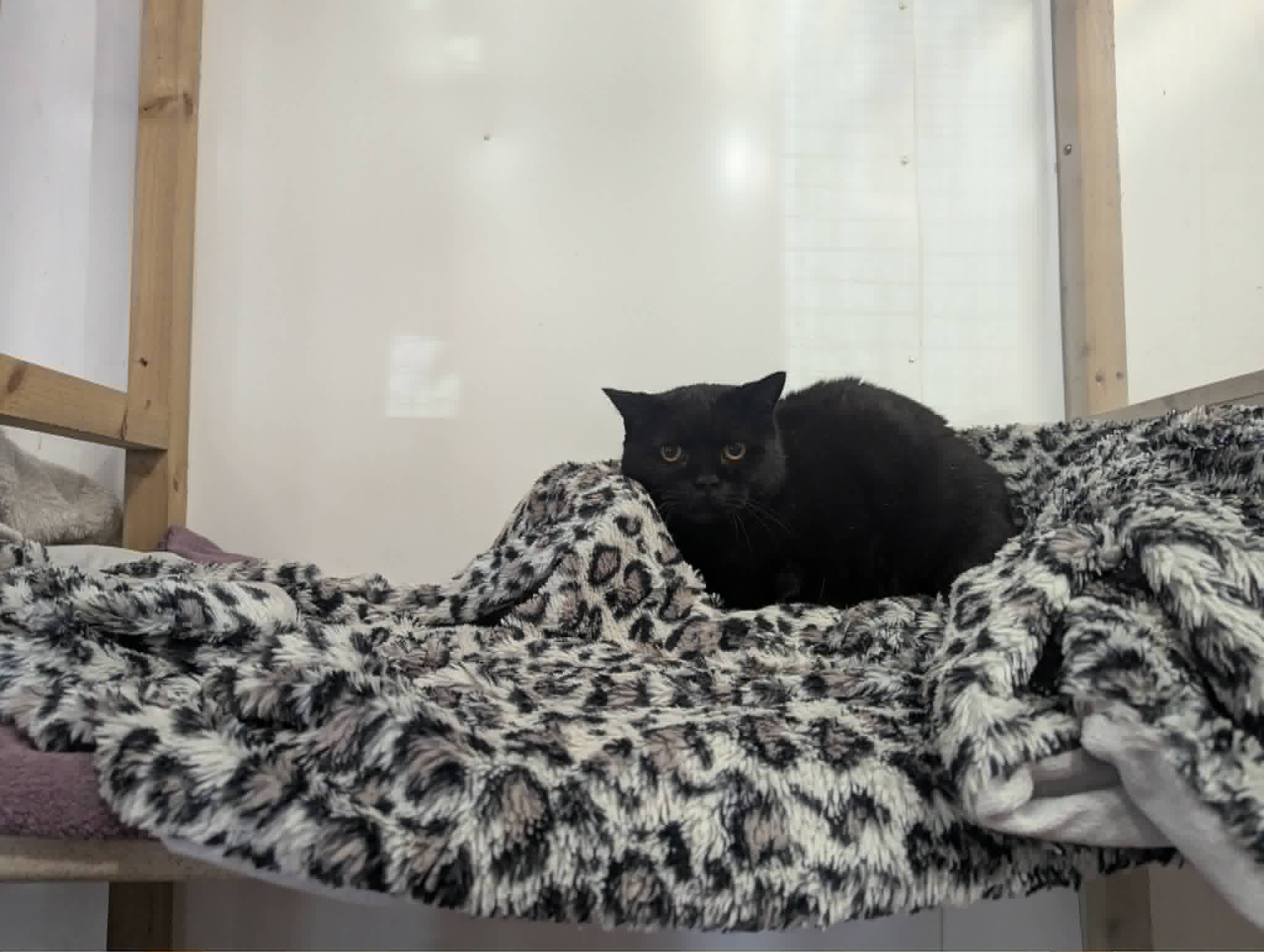 A relaxed black cat nestled into soft blankets in a Merryfields guest pen