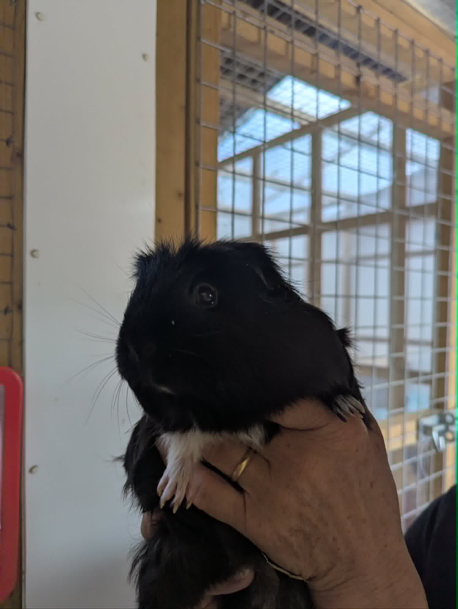 A black and white guinea pig being gently held at Merryfields
